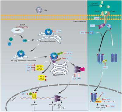 Progress on innate immune evasion and live attenuated vaccine of pseudorabies virus